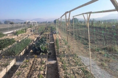 imagenes-la-huerta-de-gui-huertos-familiares-agricultura-ecologica-en-Granada-35